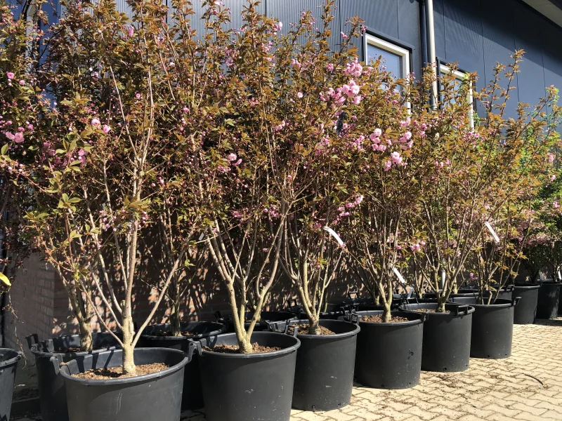 Prunus Serrulata Kanzan Meerstammig (Japanse Sierkers)