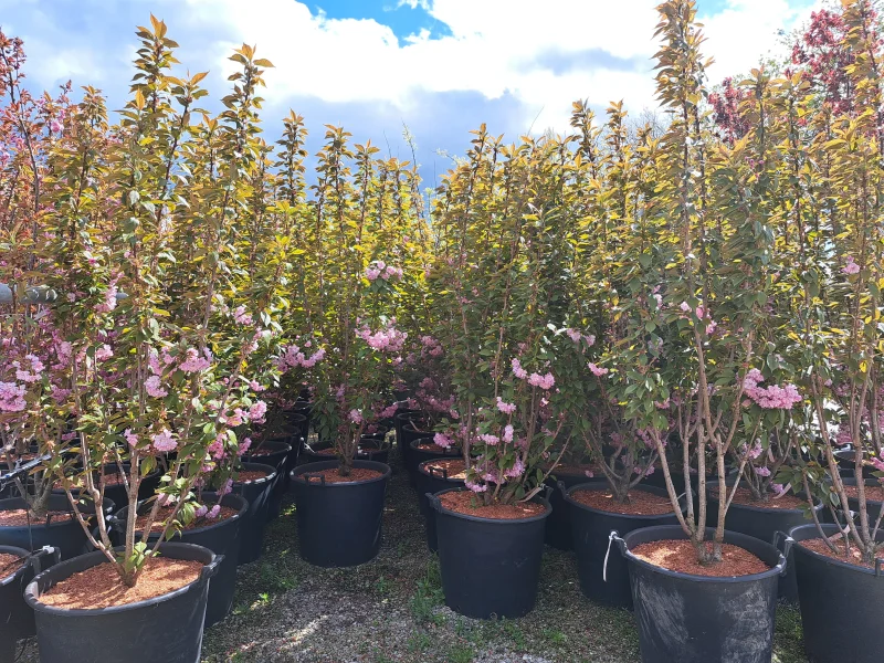 Prunus Serrulata Kanzan Meerstammig (Japanse Sierkers)-3