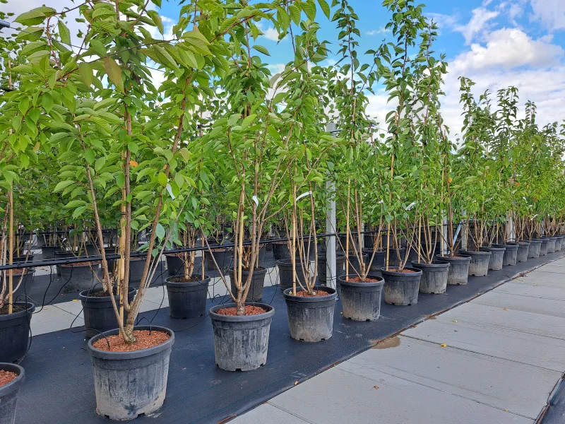 Prunus Serrulata Kanzan Meerstammig (Japanse Sierkers)-4