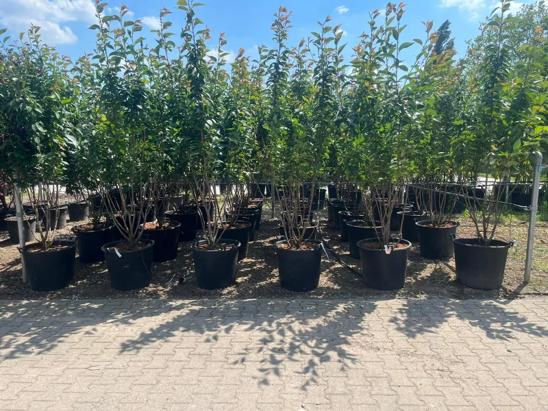 Prunus Serrulata Kanzan Meerstammig (Japanse Sierkers)-5