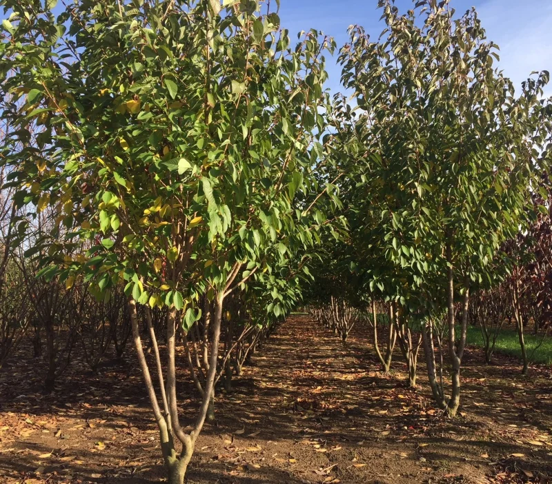 Prunus Serrulata Kanzan Meerstammig (Japanse Sierkers)-6
