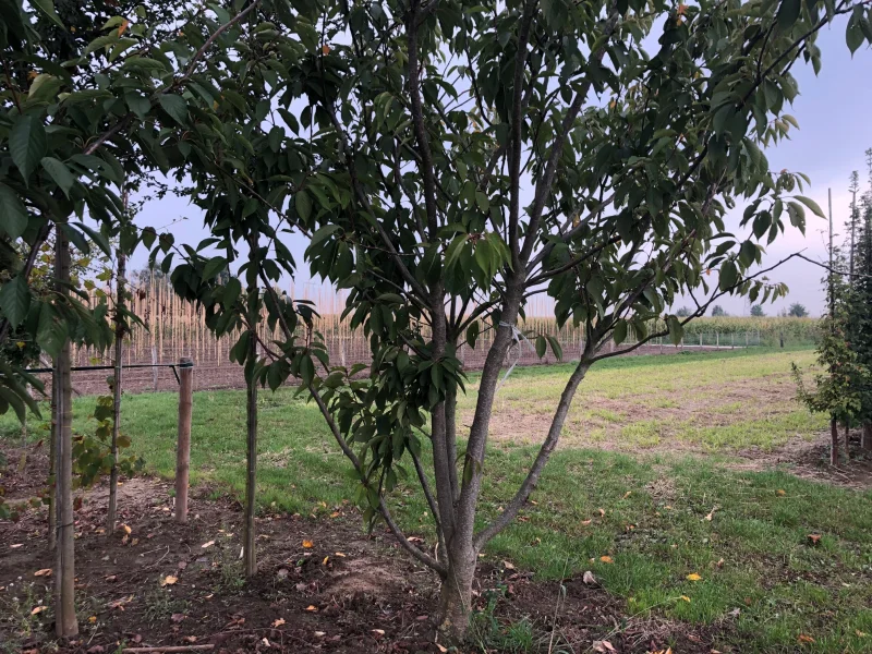 Prunus Serrulata Kanzan Meerstammig (Japanse Sierkers)-7