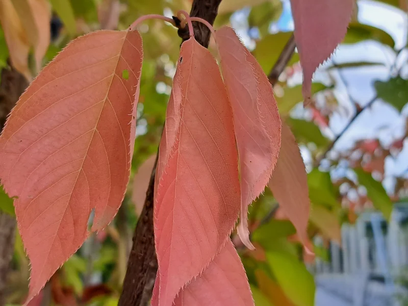 Prunus Serrulata Kanzan Meerstammig (Japanse Sierkers)-9