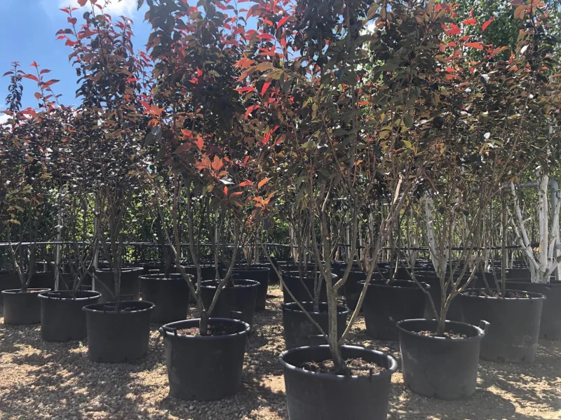 Prunus serr. Royal Burgundy Meerstammig (Japanse Sierkers)-1