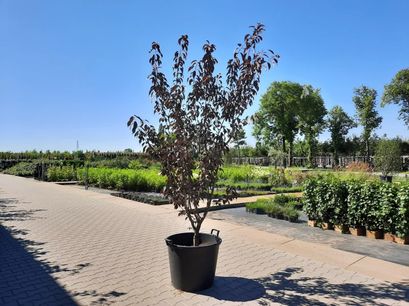 Prunus serr. Royal Burgundy Meerstammig (Japanse Sierkers)-2