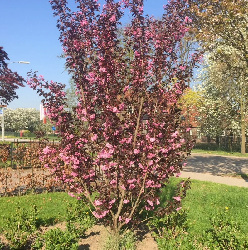 Prunus serr. Royal Burgundy Meerstammig (Japanse Sierkers)-3