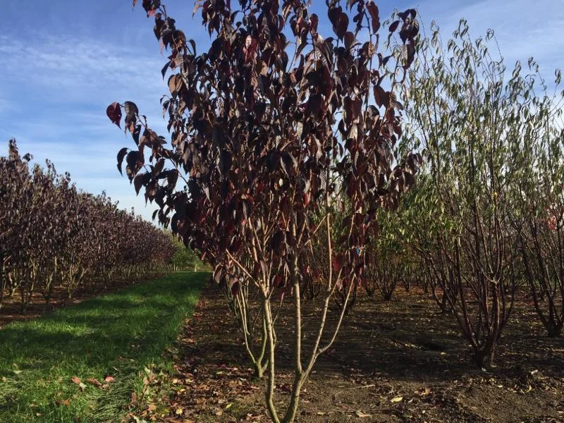 Prunus serr. Royal Burgundy Meerstammig (Japanse Sierkers)-5