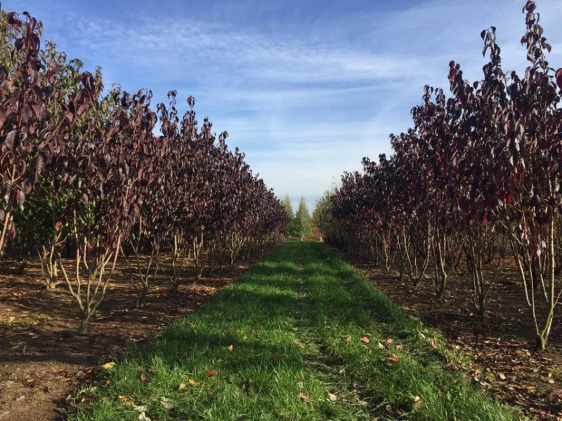 Prunus serr. Royal Burgundy Meerstammig (Japanse Sierkers)-6