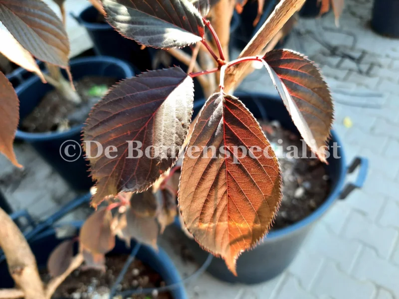 Prunus serr. Royal Burgundy Meerstammig (Japanse Sierkers)-7