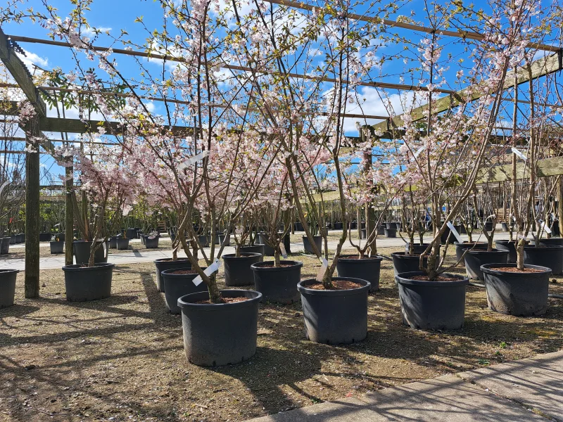 Prunus Subhirtella Autumnalis Rosea Meerstammig (Japanse Sierkers)-2