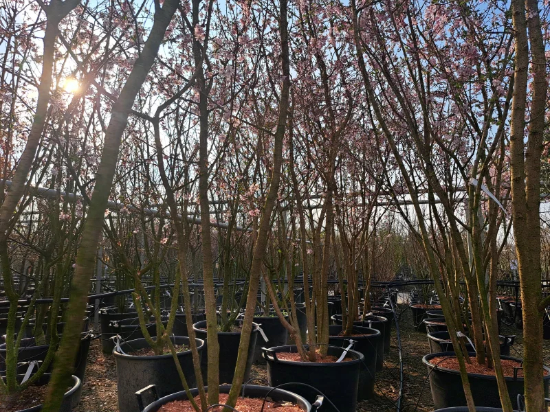 Prunus Subhirtella Autumnalis Rosea Meerstammig (Japanse Sierkers)-3
