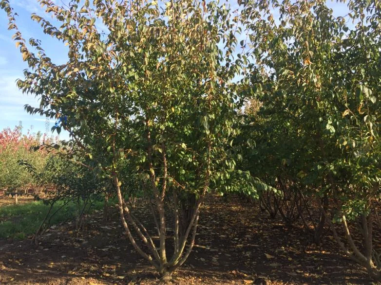 Prunus Subhirtella Autumnalis Rosea Meerstammig (Japanse Sierkers)-6