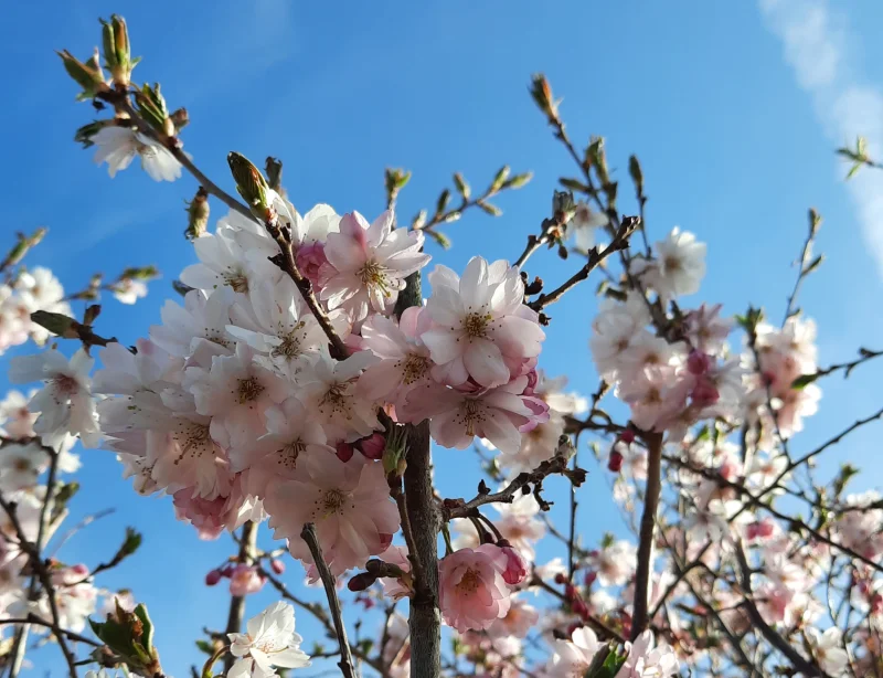 Prunus Subhirtella Autumnalis Rosea Meerstammig (Japanse Sierkers)-9
