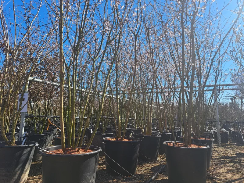 Prunus Subhirtella Autumnalis Meerstammig (Japanse Sierkers)-2