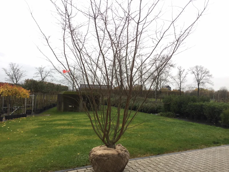 Prunus Subhirtella Autumnalis Meerstammig (Japanse Sierkers)-5