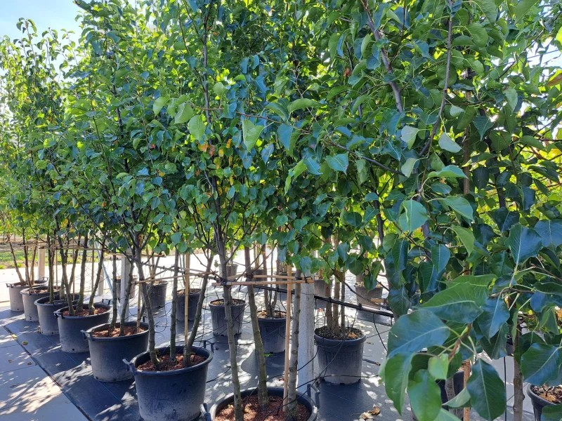 Pyrus Calleryana Chanticleer Meerstammig (Sierpeer)-1