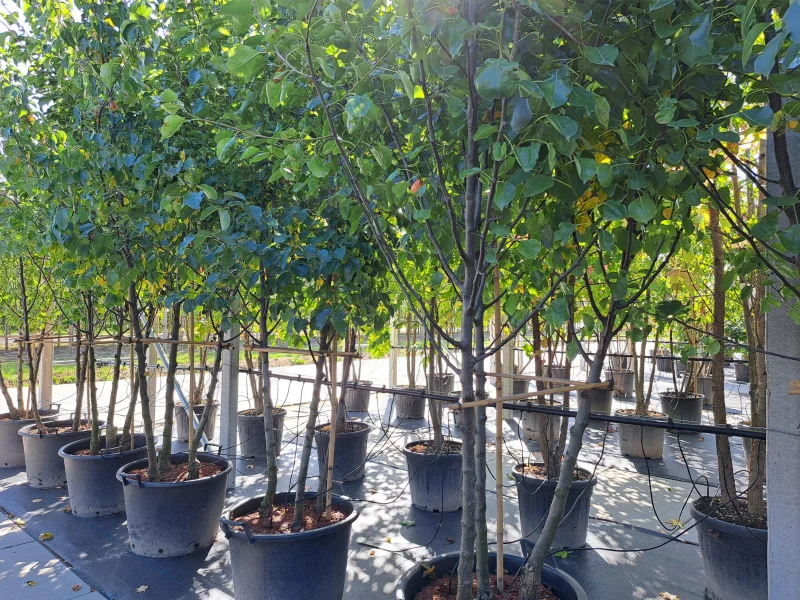 Pyrus Calleryana Chanticleer Meerstammig (Sierpeer)-2