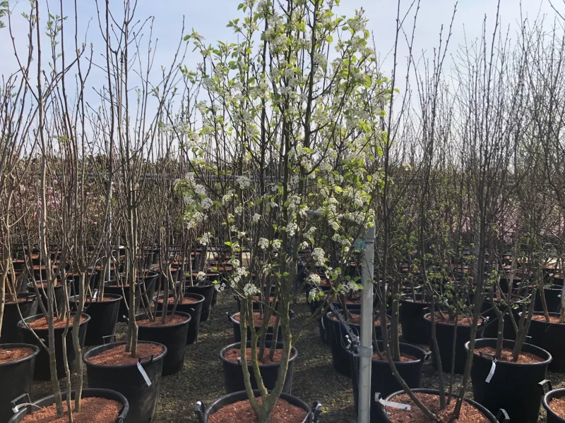 Pyrus Calleryana Chanticleer Meerstammig (Sierpeer)-3