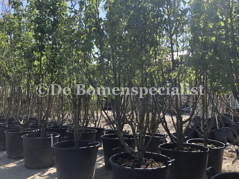 Pyrus Calleryana Chanticleer Meerstammig (Sierpeer)-4