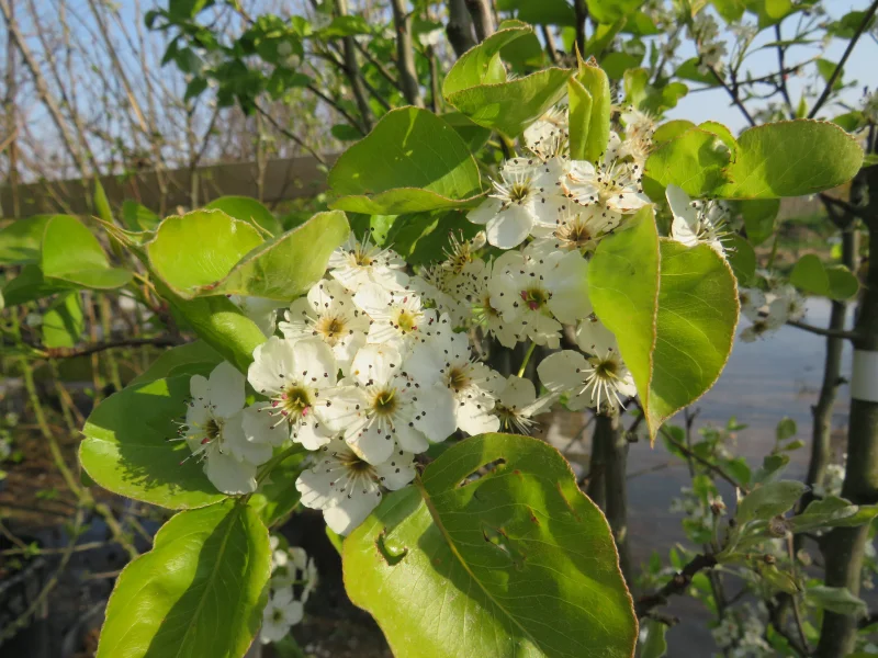 Pyrus Calleryana Chanticleer Meerstammig (Sierpeer)-6