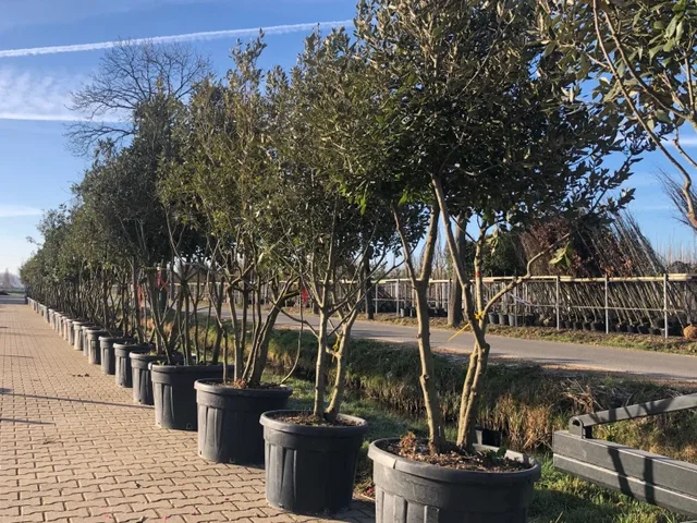 Quercus Ilex Mehrstämmig (Steineiche)