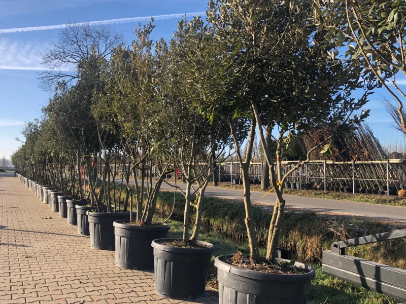Quercus Ilex Meerstammig (Groenblijvende Steeneik)