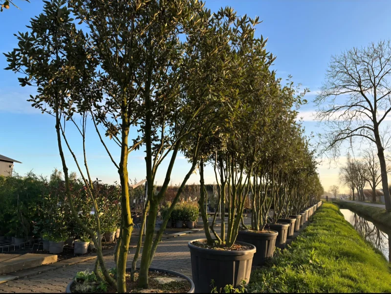 Quercus Ilex Meerstammig (Groenblijvende Steeneik)-2