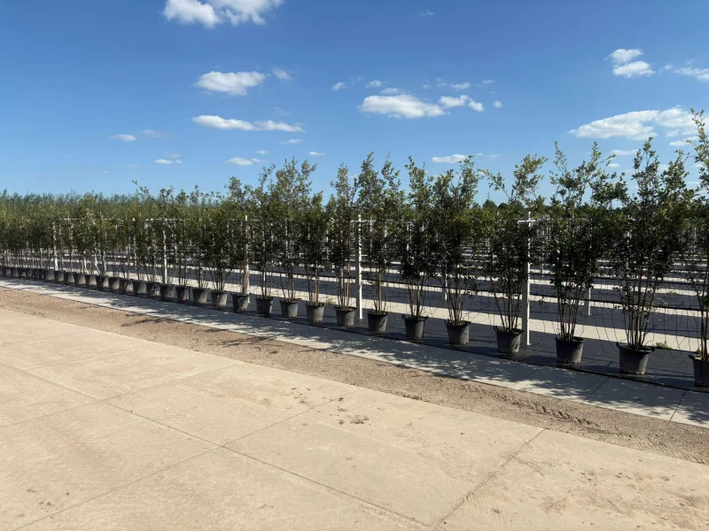 Quercus Ilex Meerstammig (Groenblijvende Steeneik)-3