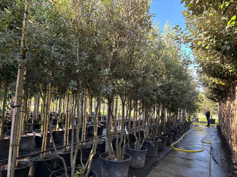 Quercus Ilex Meerstammig (Groenblijvende Steeneik)-4