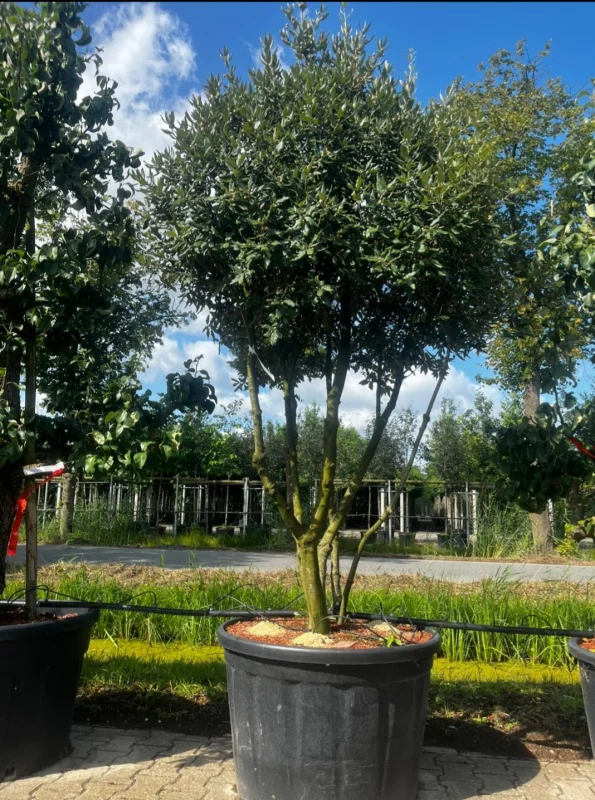 Quercus Ilex Meerstammig (Groenblijvende Steeneik)-5