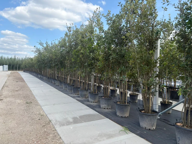 Quercus Ilex Meerstammig (Groenblijvende Steeneik)-6