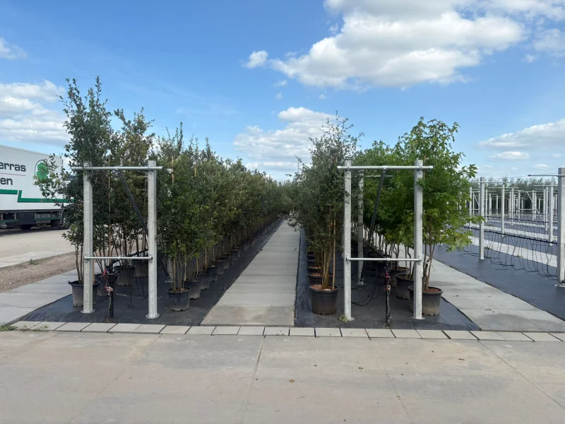 Quercus Ilex Meerstammig (Groenblijvende Steeneik)-7