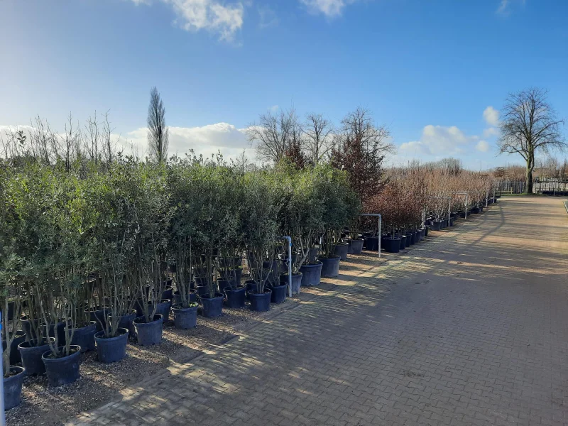 Quercus Ilex Meerstammig (Groenblijvende Steeneik)-8
