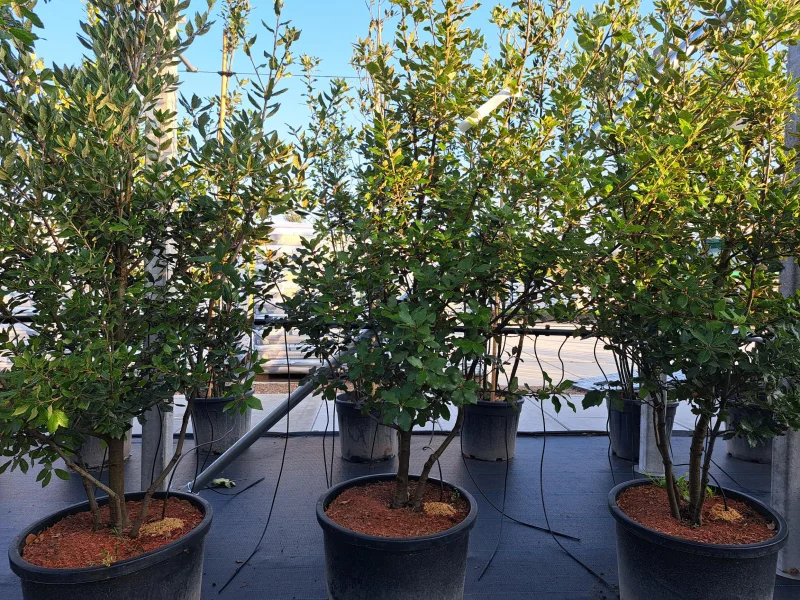Quercus Ilex Meerstammig (Groenblijvende Steeneik)-9