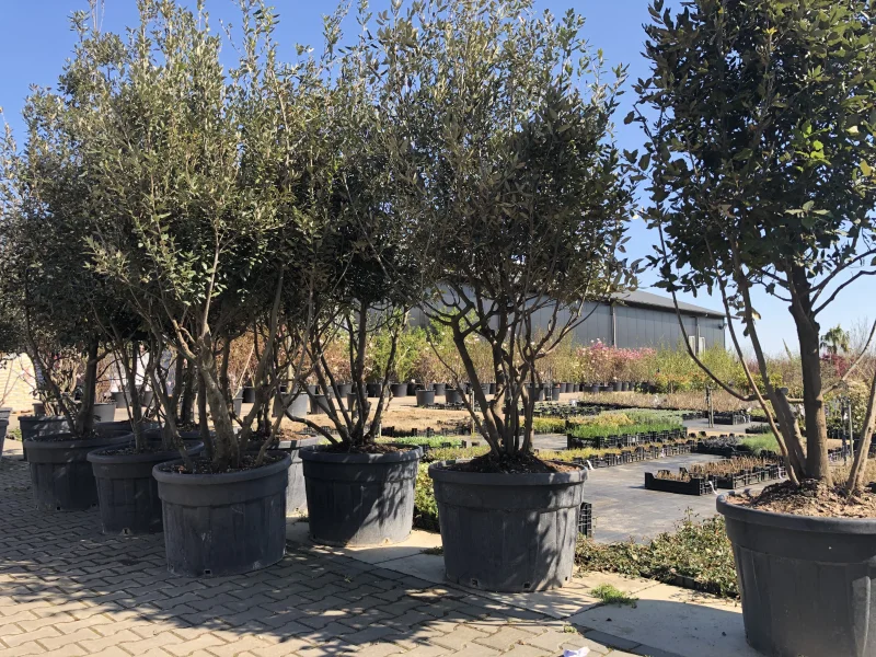 Quercus Ilex Meerstammig (Groenblijvende Steeneik)-10