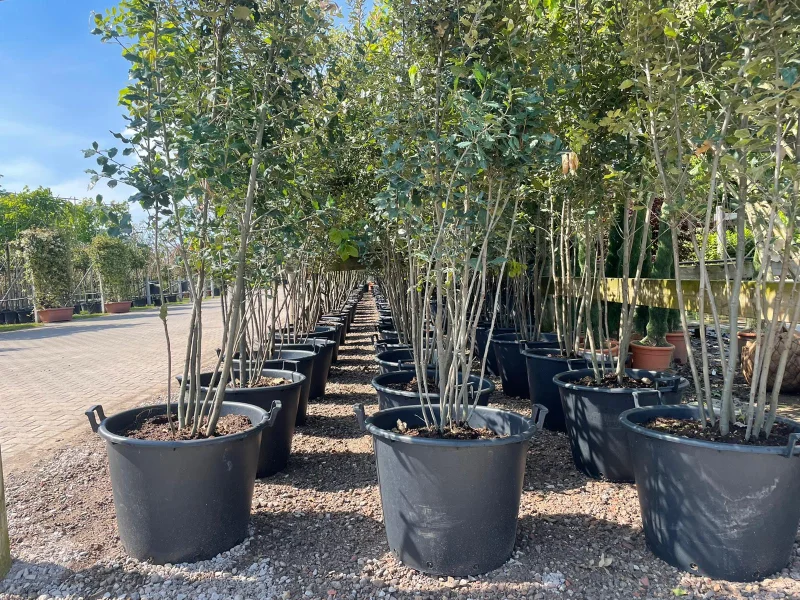 Quercus Ilex Meerstammig (Groenblijvende Steeneik)-11
