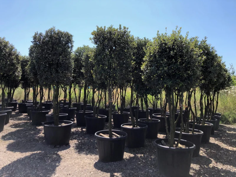 Quercus Ilex Meerstammig (Groenblijvende Steeneik)-12