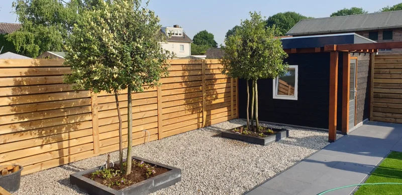 Quercus Ilex Meerstammig (Groenblijvende Steeneik)-13
