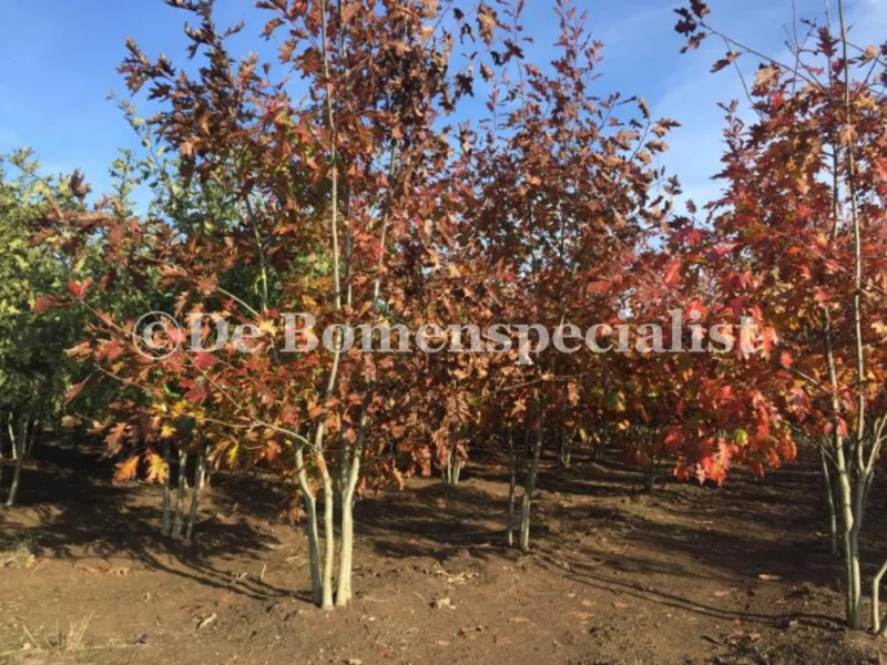 Quercus Palustris Meerstammig (Moeraseik)-1