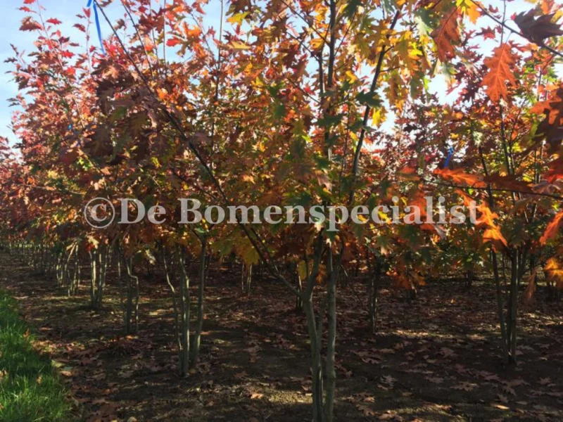 Quercus Palustris Meerstammig (Moeraseik)-2