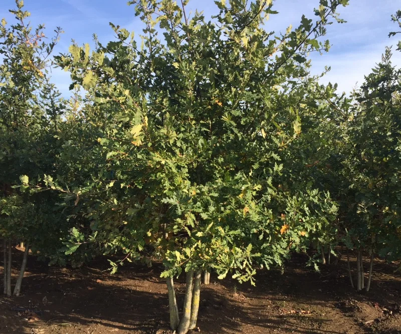 Quercus Robur Meerstammig (Zomereik)-1
