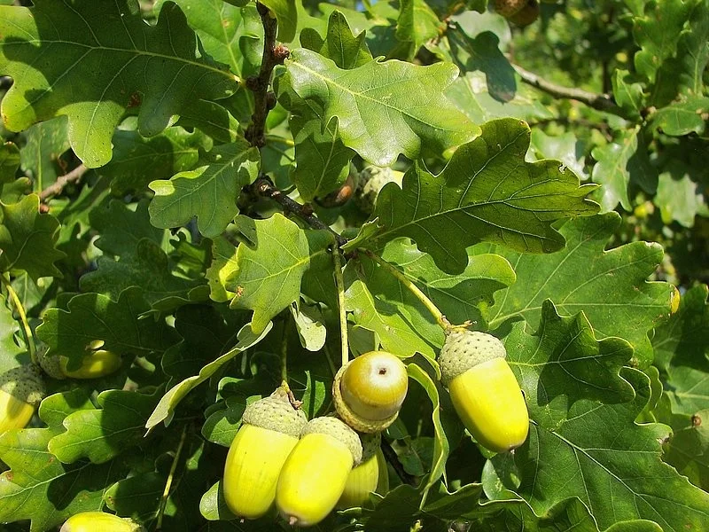 Quercus Robur Meerstammig (Zomereik)-2