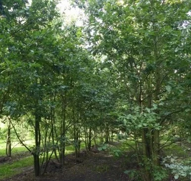 Quercus Robur Meerstammig (Zomereik)-3