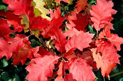 Quercus Rubra Meerstammig (Amerikaanse Eik)-2