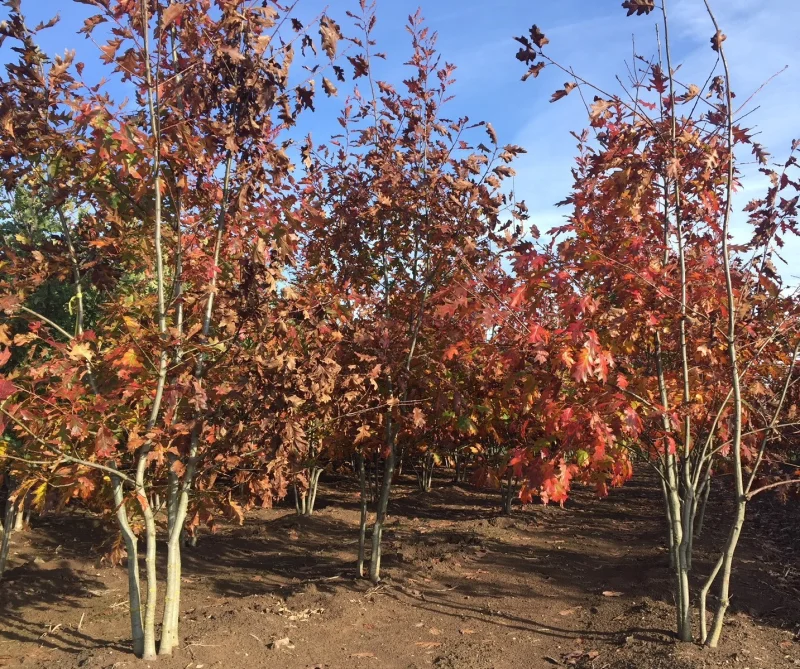 Quercus Rubra Meerstammig (Amerikaanse Eik)-3