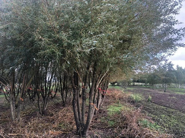 Salix Alba Meerstammig (Schietwilg)-1