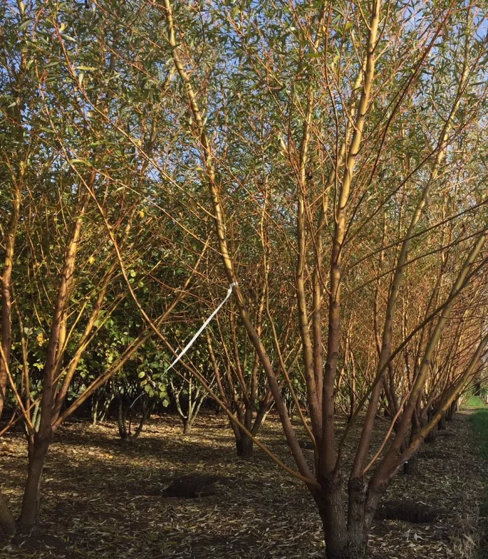 Salix Alba Chermesina Meerstammig (Schietwilg)-1