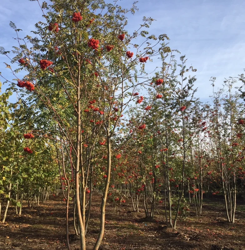 Sorbus Aucaparia Edulis Meerstammig (Lijsterbes)-1