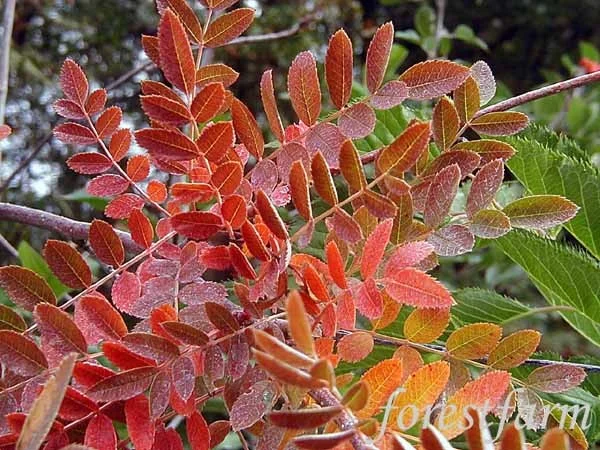 Sorbus Aucaparia Edulis Meerstammig (Lijsterbes)-2
