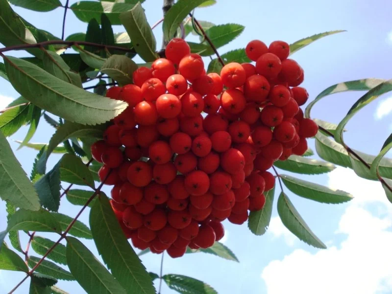Sorbus Aucaparia Edulis Meerstammig (Lijsterbes)-3